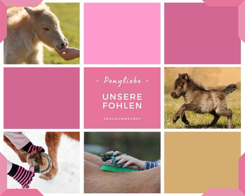 Pony Kindergeburtstag feiern - Reitschule Ponyzauber Gechingen - unsere Fohlen